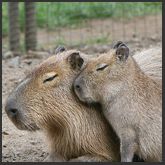 Capybara-Children's Tour